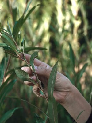 Dagworkshop 4/7 - Ronde beugelmand